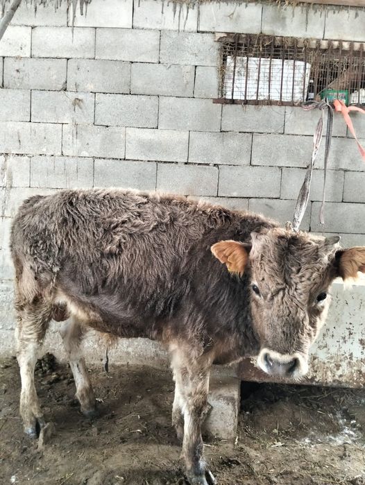 Бычки 7-8 месяцев