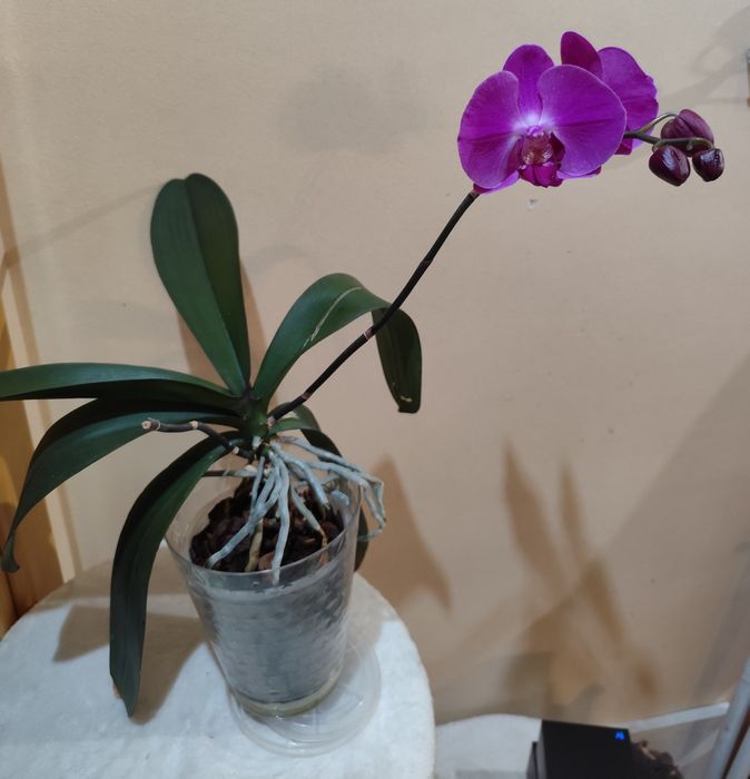 Продам цветущую орхидею