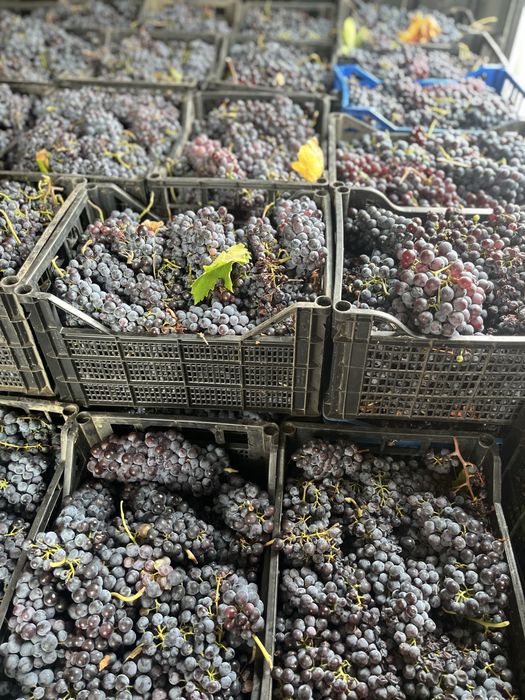 Продавам грозде