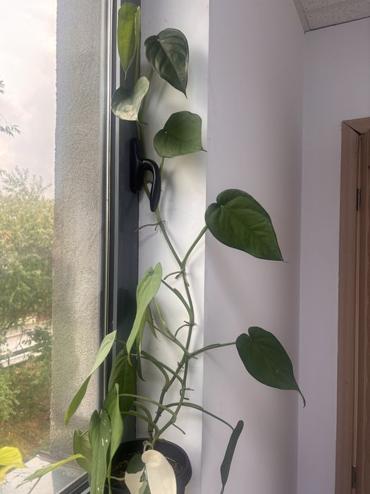Chiapense variegated