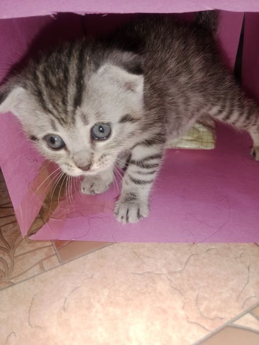 Котята шотландские