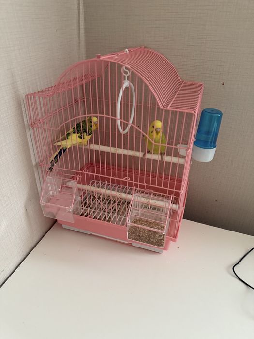 прадаётса попугайчики