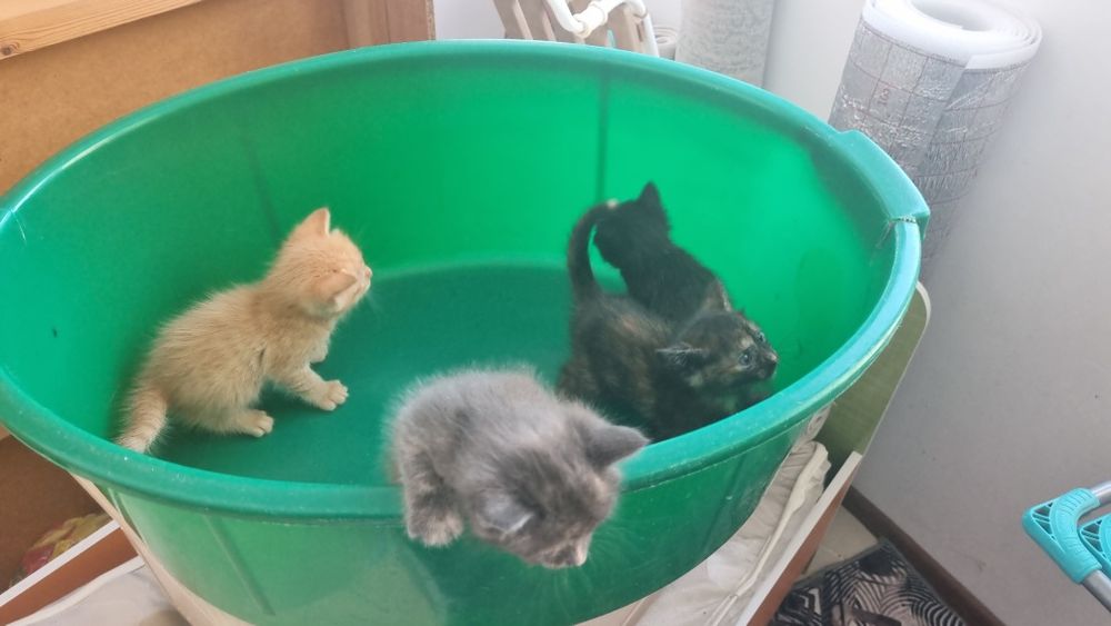 Отдам в хорошие руки котенков