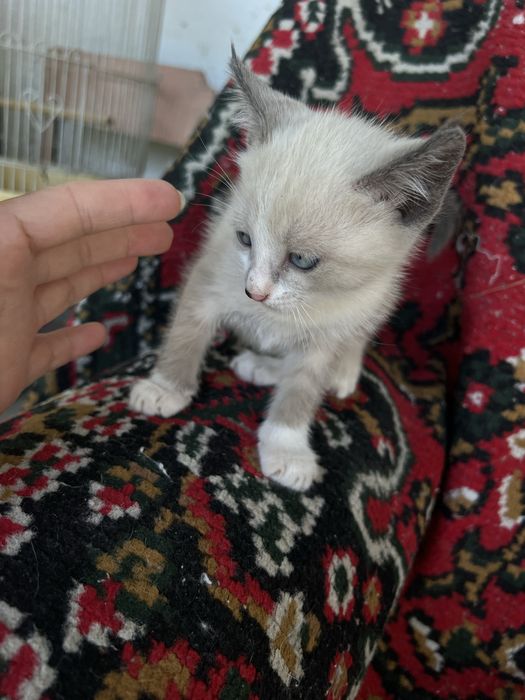 Отдам котят в добрые руки