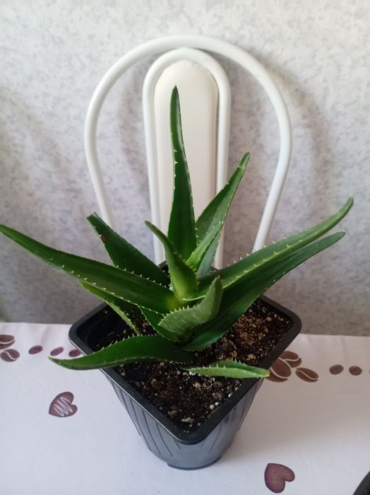 Продам комнатный растения