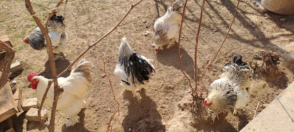 Bramma xurozlari sotiladi