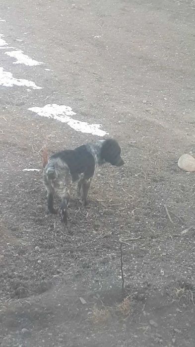 Спаниель  5айлық