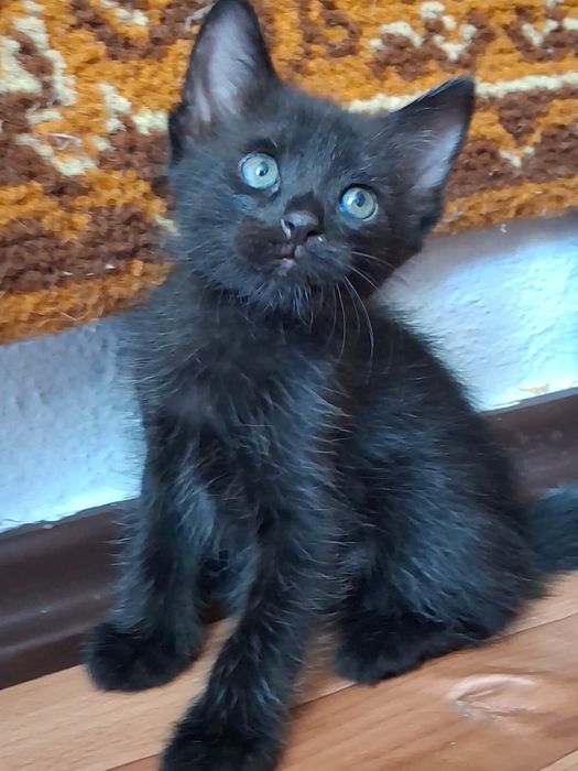 Котята 1 месяц, два мальчика и девочка