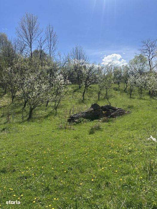 Provița de Jos - teren intravilan 2035mp - 13 Euro/mp
