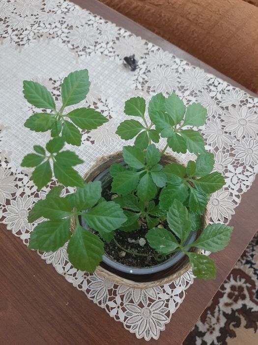 Комнатные, цветочки