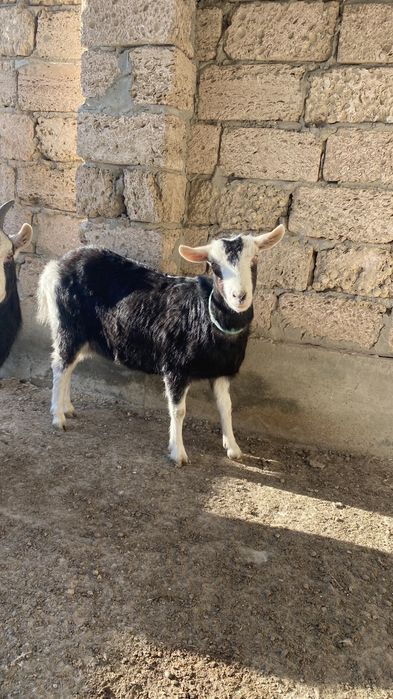 Ешкі сатылады лағымен