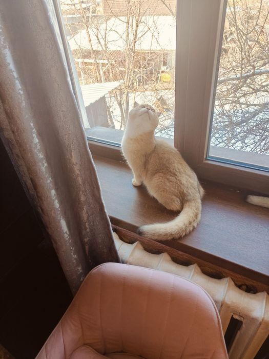 6 мес Шиншилла фолд ny25