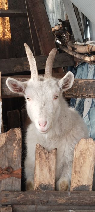 Ешкі сатылады.Алпиньский