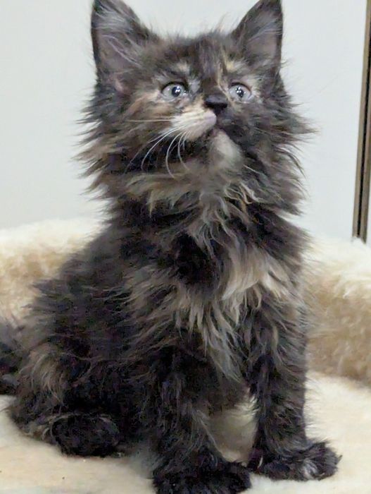 Мейн Кун Полидакт Каспи Ред