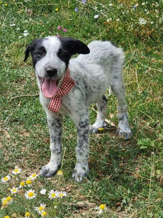 Donez cățeluși adorabili
