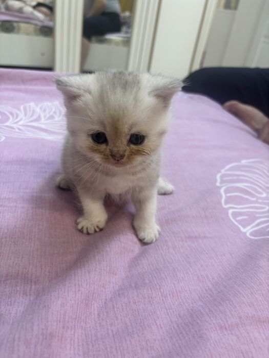 шотландские котята