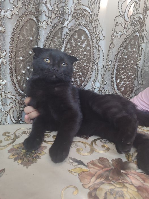 Mushuk Skottish Fold