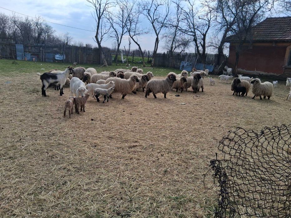 Oi de vanzare toate o data cu mei