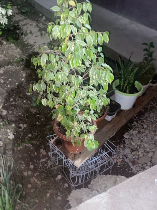 Продам цветы красивые