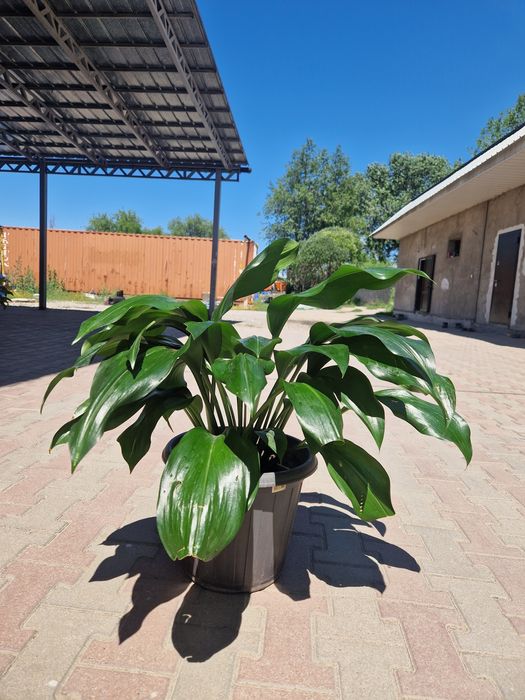 Домашние цветы,  растения