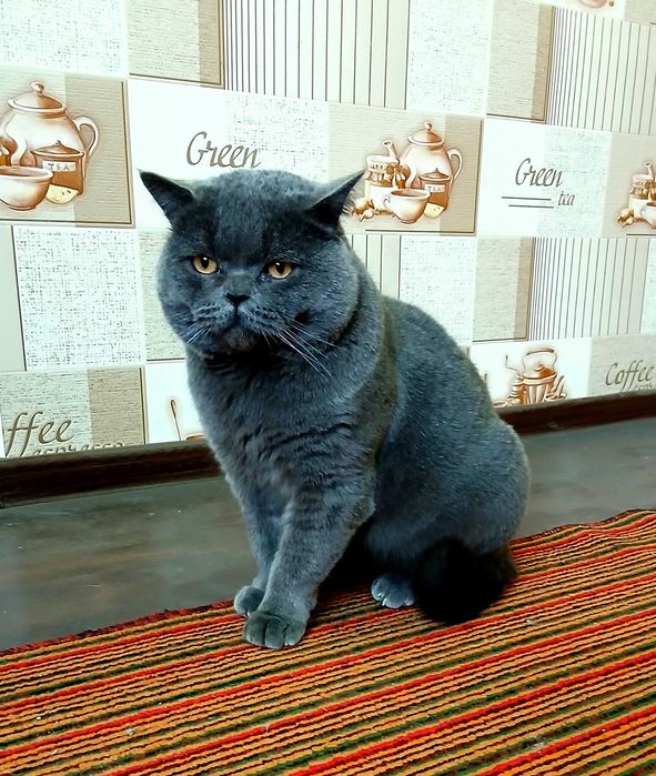 ВЯЗКА! Элитный, Крупный Британский кот —ОЧЕНЬ много котят по Ташкенту!