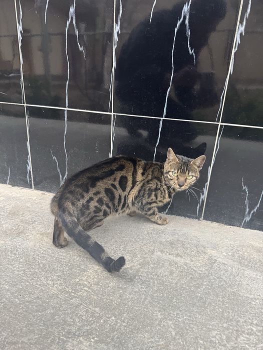 Bengaliskiy mushuk toza qon