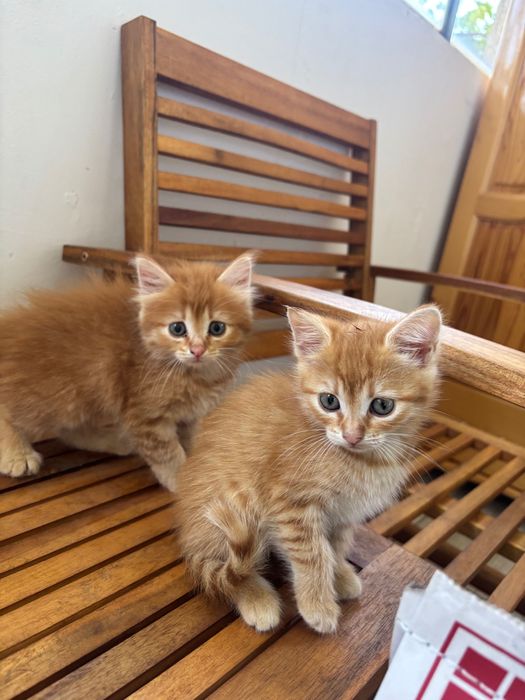 Подарявам котенца