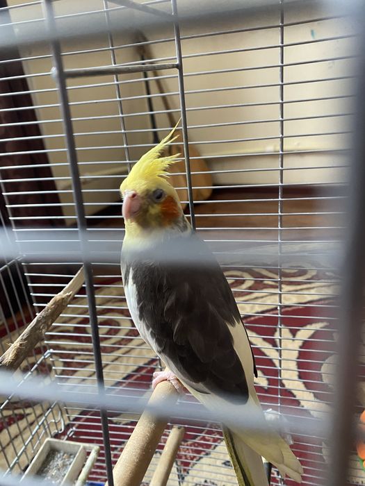 попугай,корелла клетка в подарок