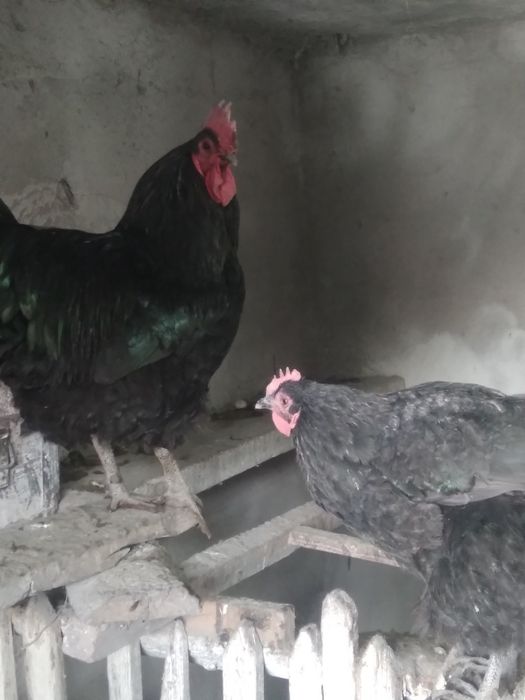 Куры австролорп чёрные