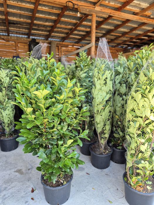 Laur englezesc leylandii photenia spirale pon pon etajer bile
