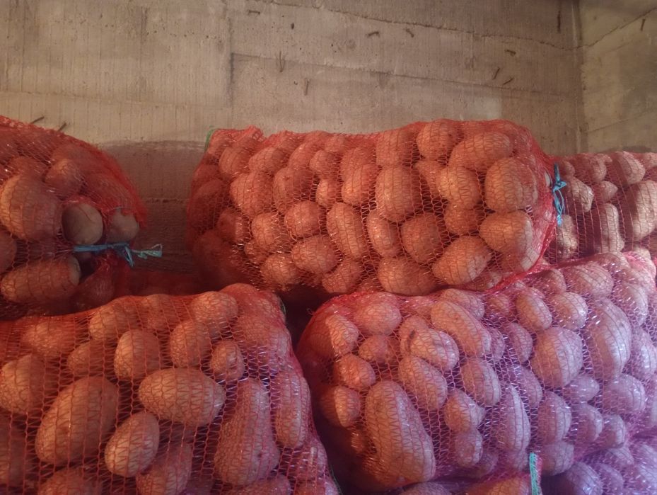 Cartof consum Belarosa