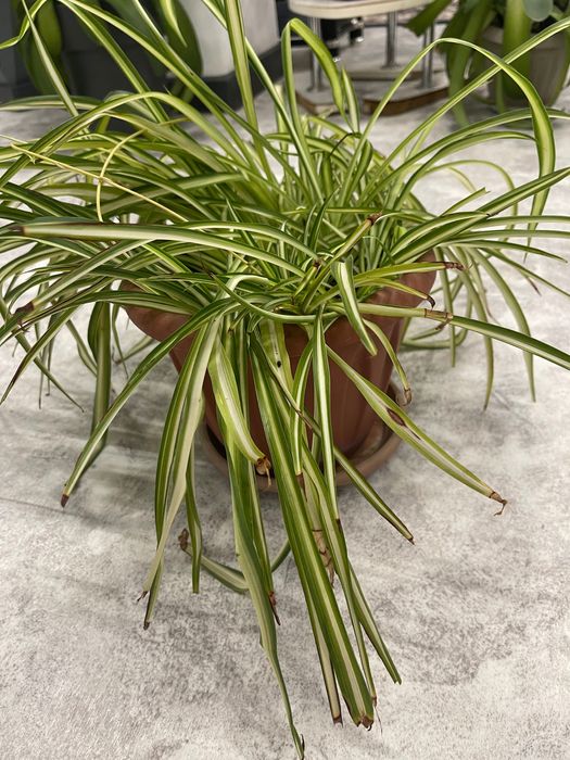 Комнатное растение хлорофитум