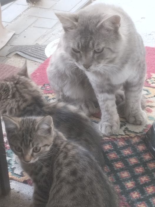 Кошечка пушистая, красивая в подарок.