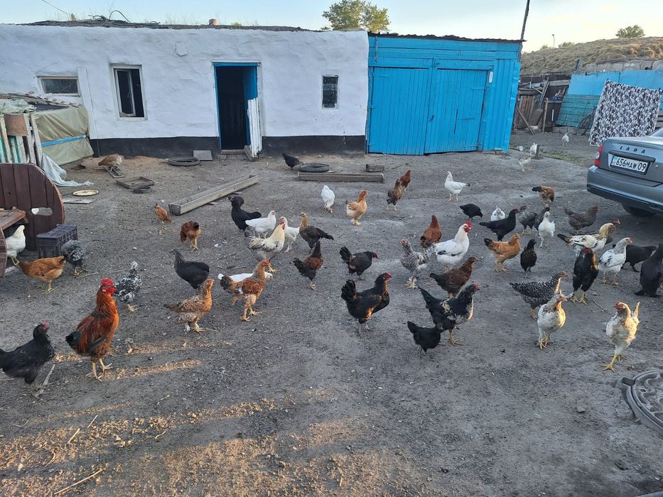 Продам домашних кур молодняк