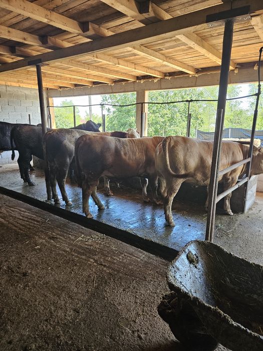 Vand vitei greutate 350kg