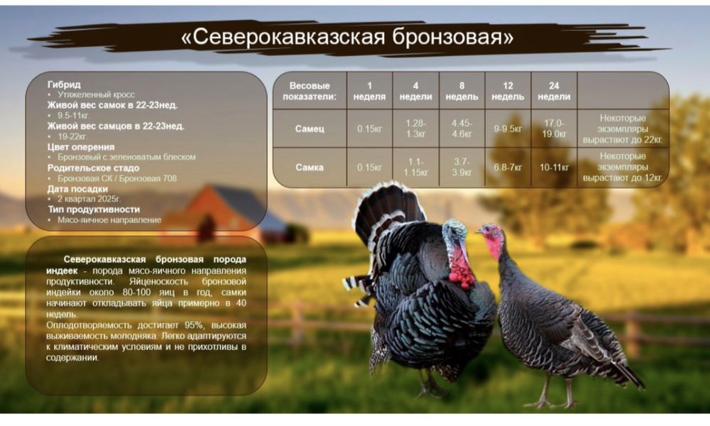 Индюк бронза 708