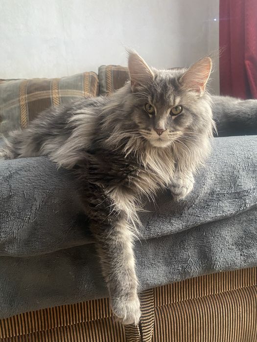 Продам кота мейн кун