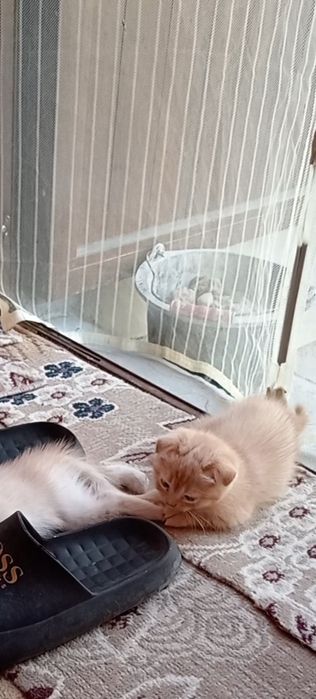 Веслоухий котенок