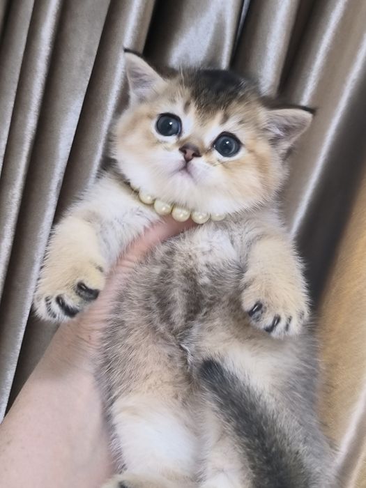 Котята от правильной вязки