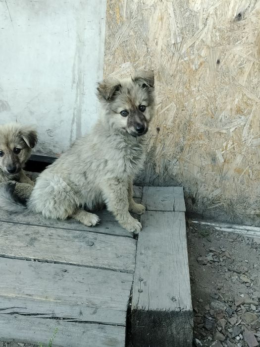 Щенки отдадим бесплатно