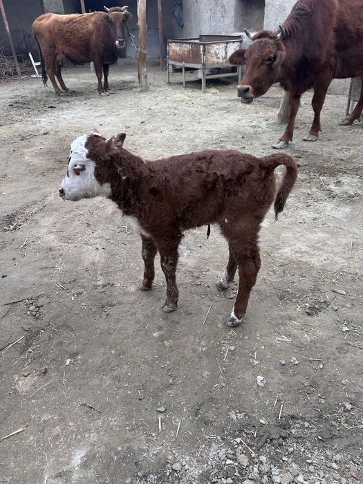 Ona bola sigir sotiladi bolasa qischa