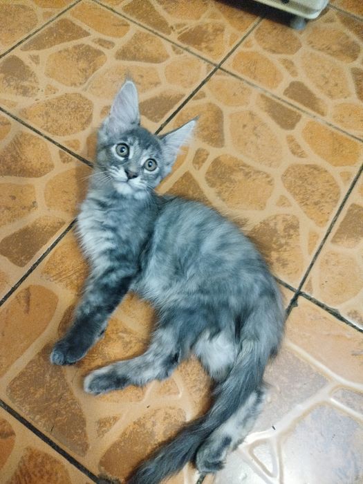 Котята породы Мейн-кун