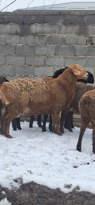 Арашан 1 жасар тохты кошкар