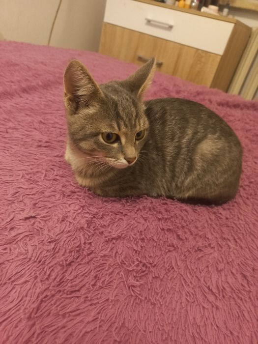 Отдам котенка в хорошие руки