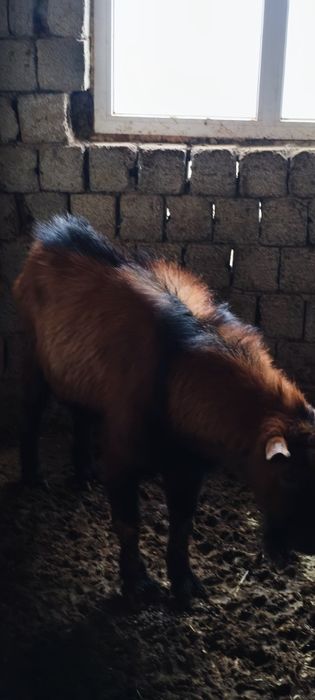 Альпинские козы Alpin echkilari