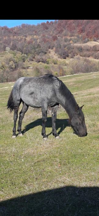 Vând mânz de 1 an si 7 luni