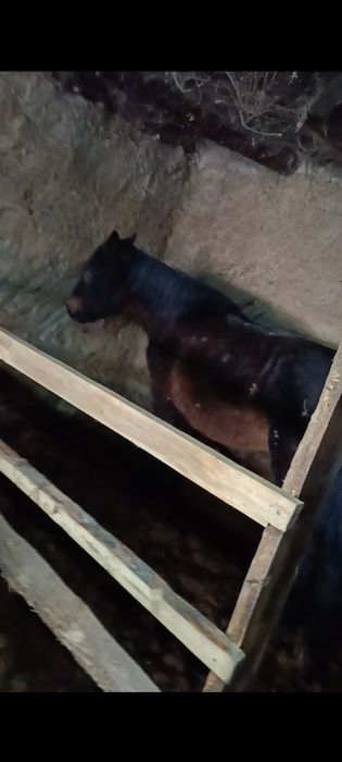 Продам бие на откорме