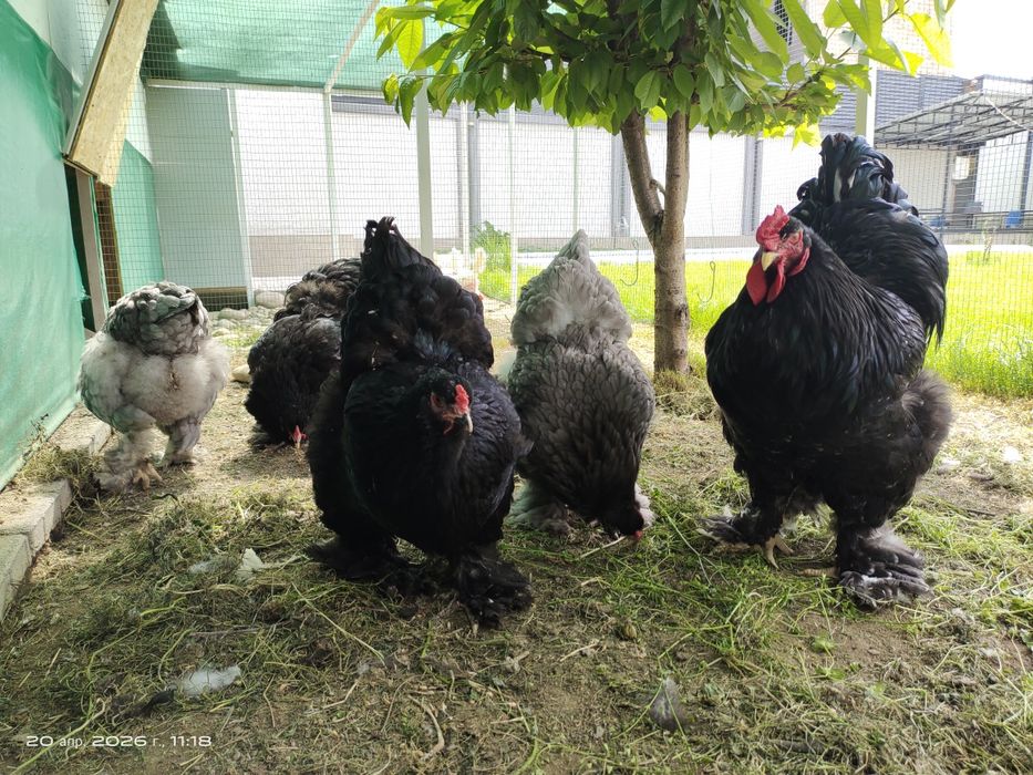 Яйца Брама тухум для инкубации