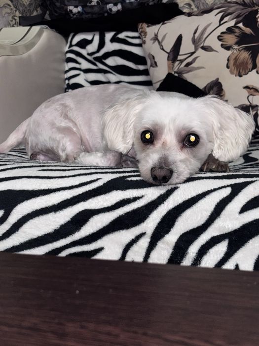 Bichon Maltese mascul 10 ani ,Max cauta familie iubitoare