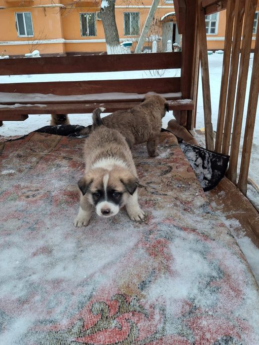 Щенки в добрые руки